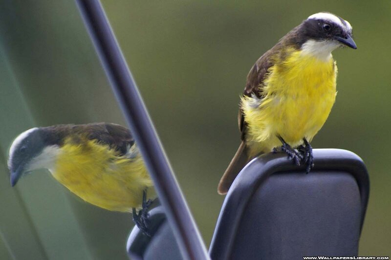 Two Yellow Birds
