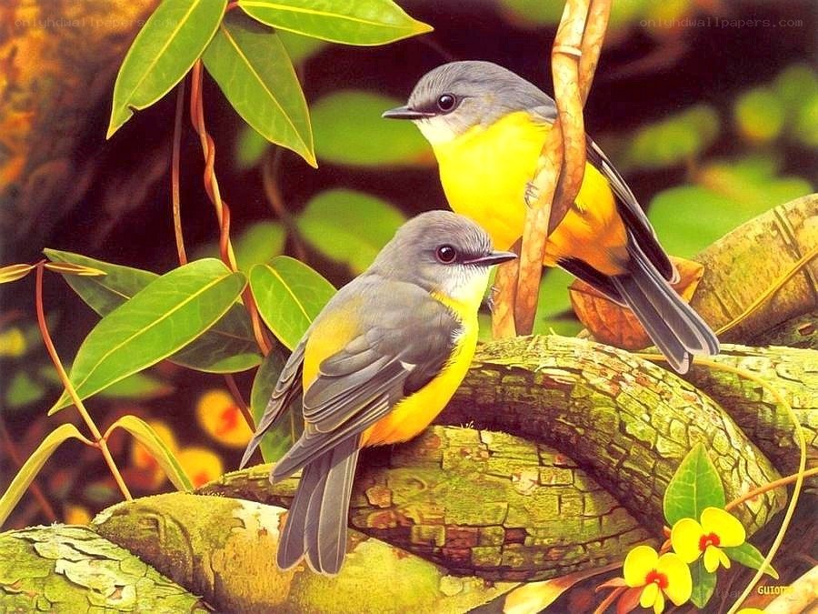 Two yellow-breasted birds on a branch