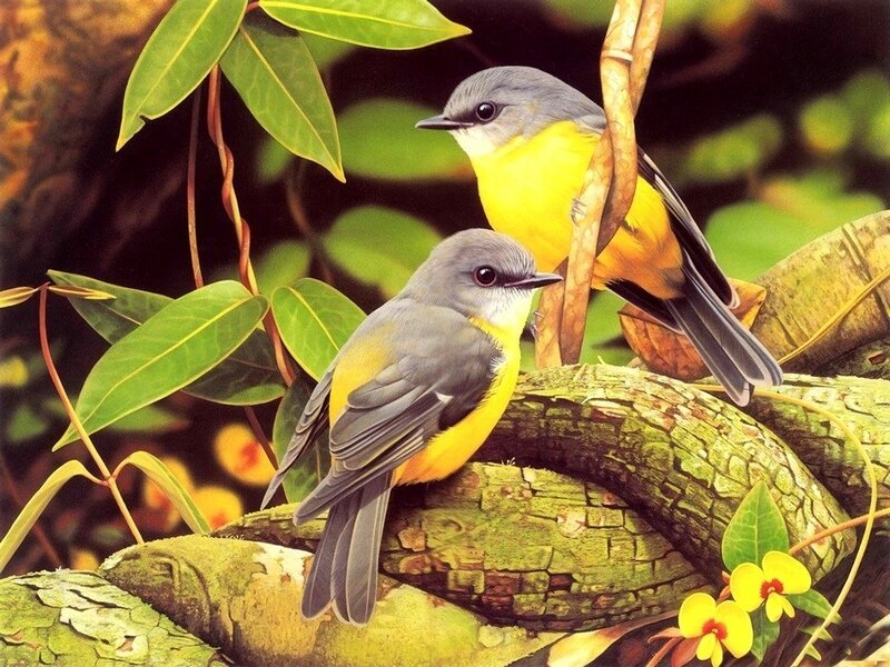 Two Yellow-breasted Birds