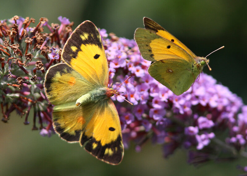 Two Yellow Butterflies — Calm, Afternoon