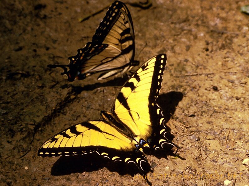 Two Yellow Butterflies — Calm, Photograph