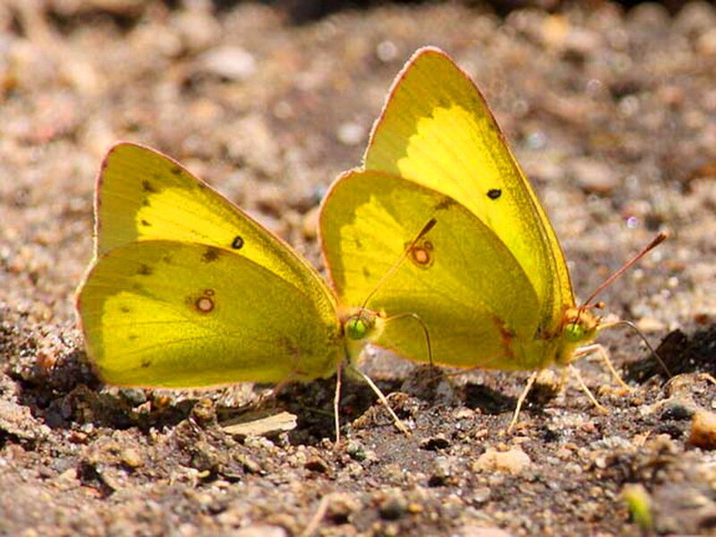 Two Yellow Butterflies — Calm
