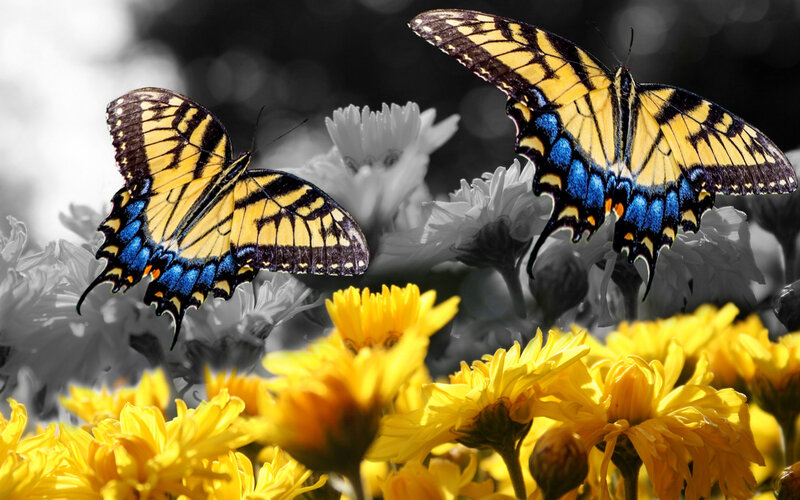 Two Yellow Butterflies — Dramatic