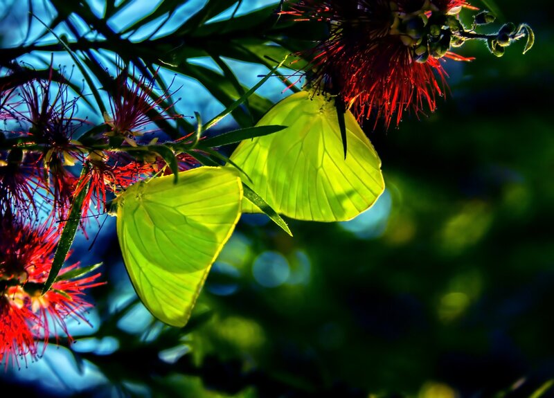 Two Yellow Butterflies — Green