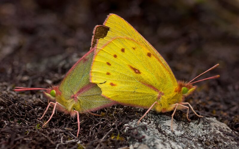 Two yellow butterflies mating