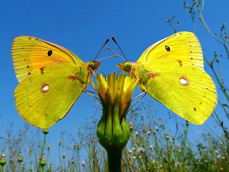 Two yellow butterflies on a flower