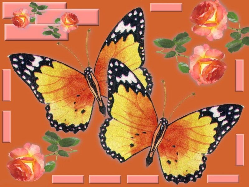 Two Yellow Butterflies — Orange