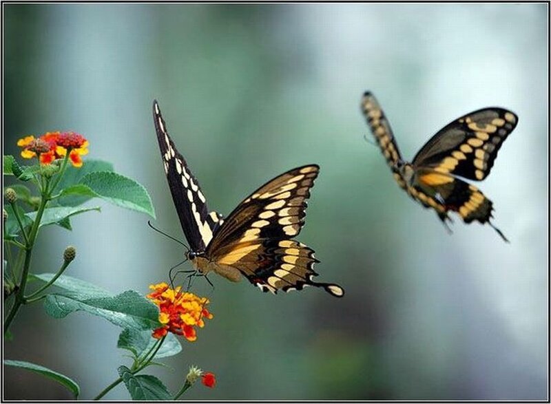 Two Yellow Butterflies — Serene, Photograph