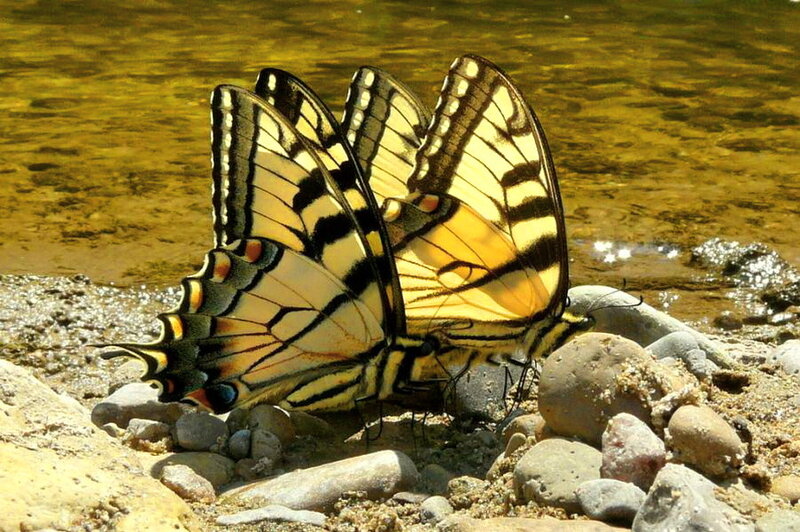 Two Yellow Butterflies — Serene
