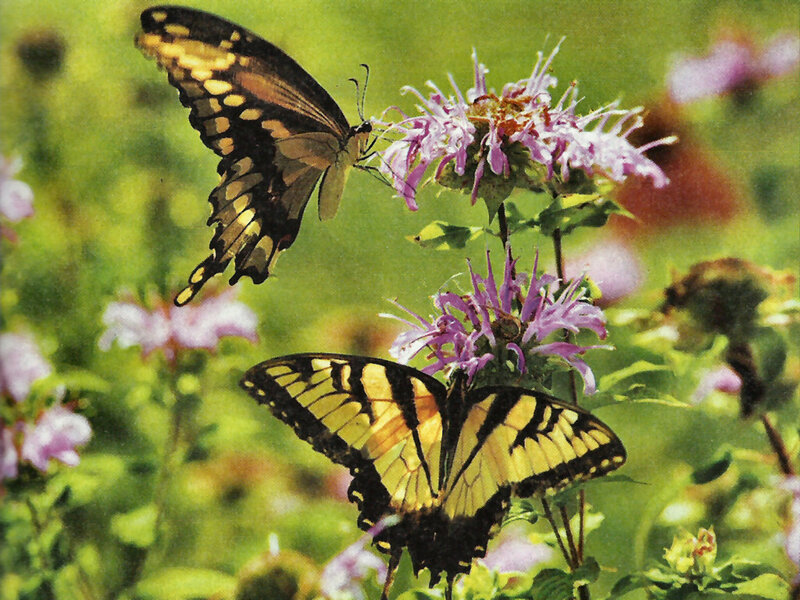 Two Yellow Butterflies
