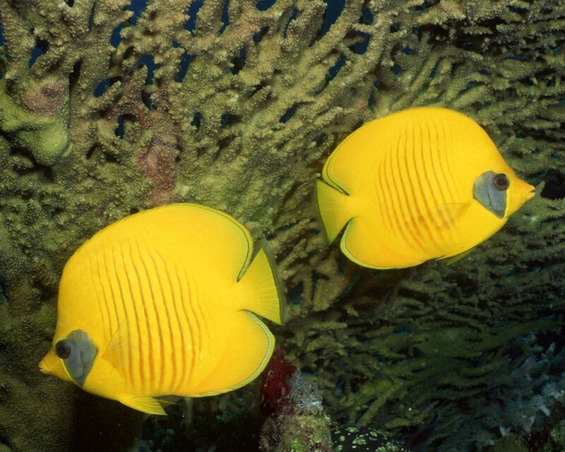 Two yellow butterflyfish near coral