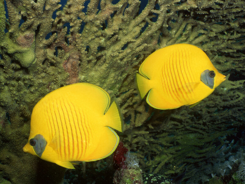 Two yellow butterflyfish near coral
