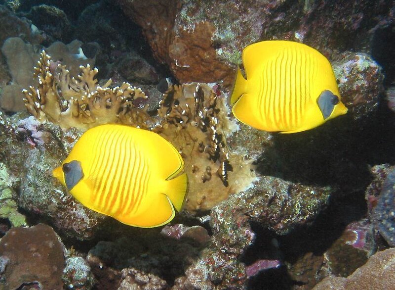 Two yellow butterflyfish on coral reef