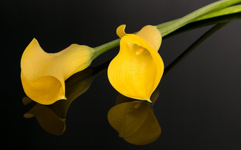 Two Yellow Calla Lilies — Serene