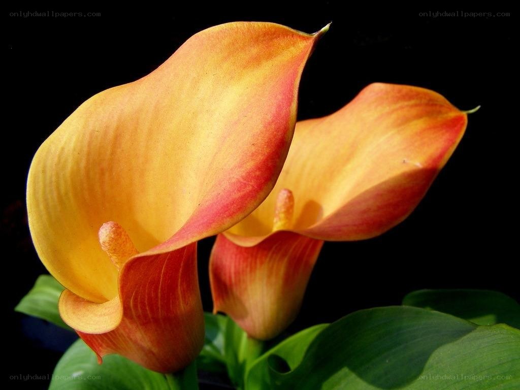 Two yellow calla lilies
