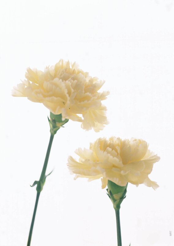 Two yellow carnations