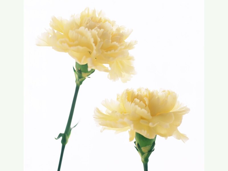 Two Yellow Carnations — Serene