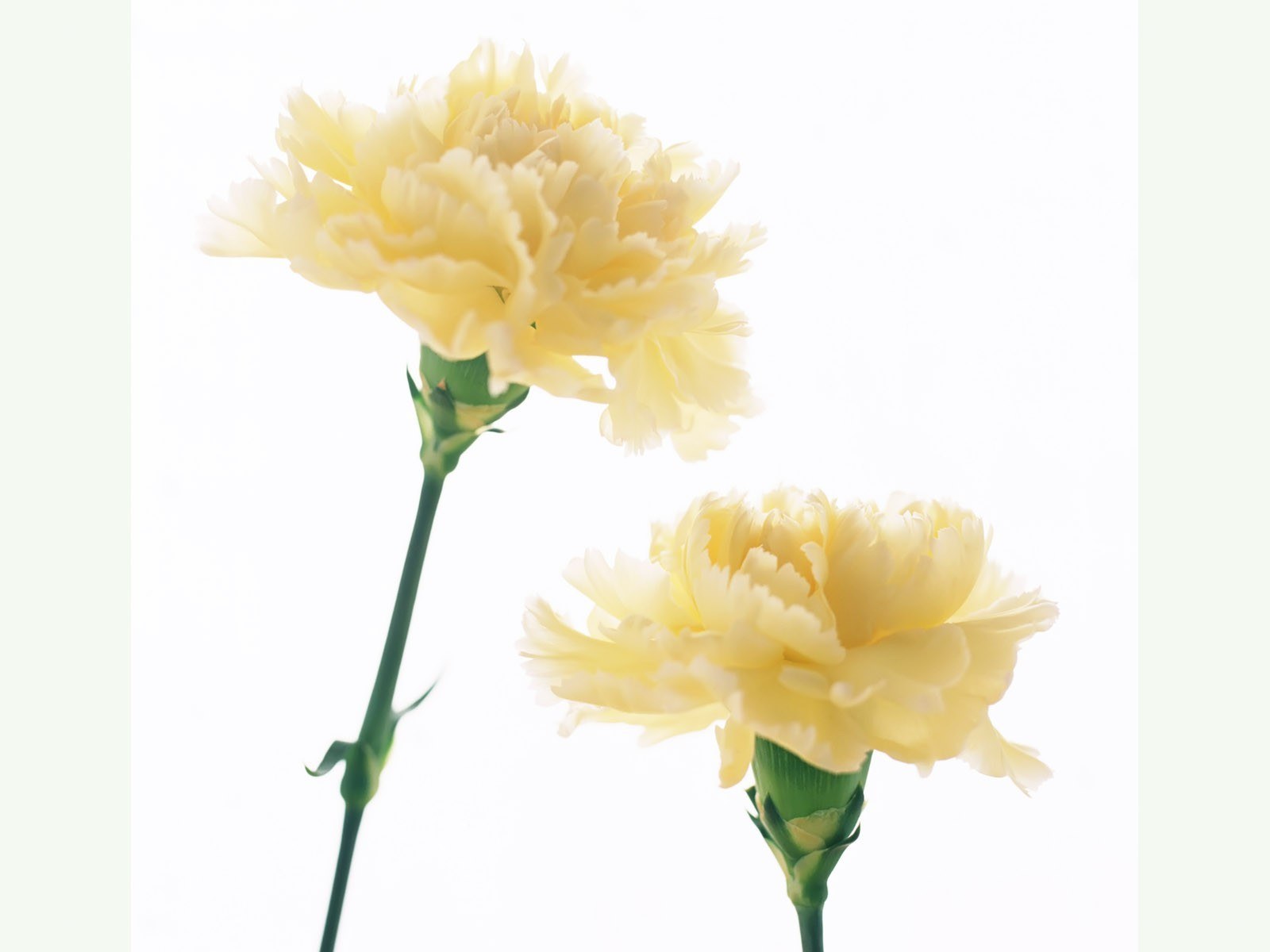 Two yellow carnations