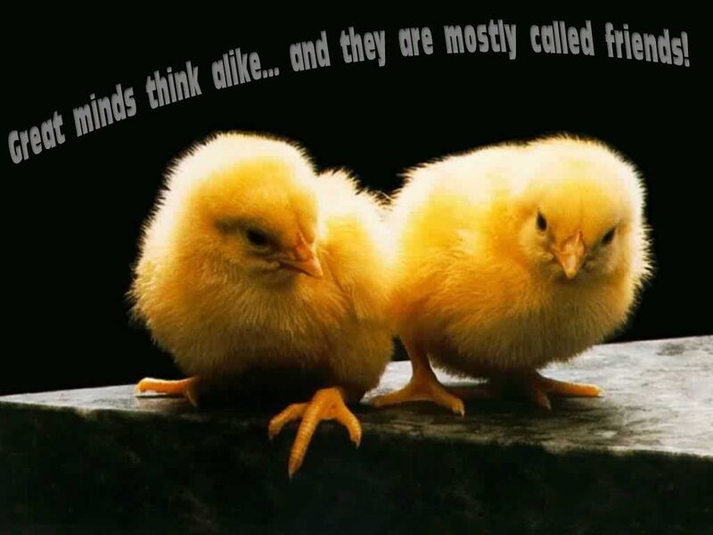 Two Yellow Chicks — Calm, Photograph, Text