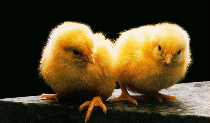 Two Yellow Chicks — Calm, Photograph