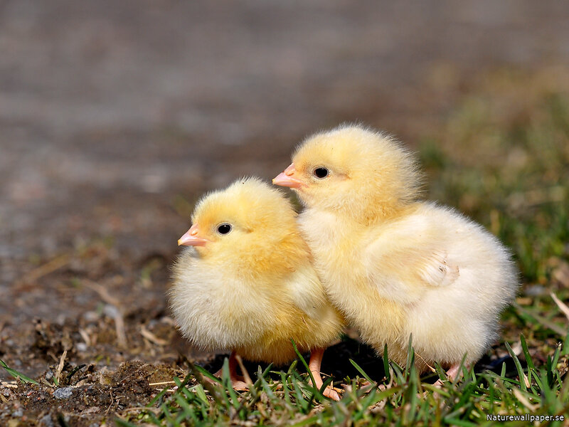 Two Yellow Chicks — Calm
