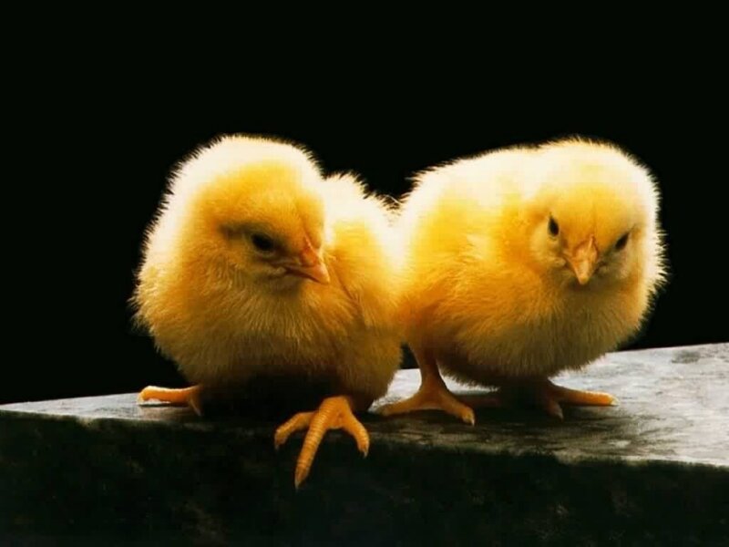 Two Yellow Chicks — Dramatic