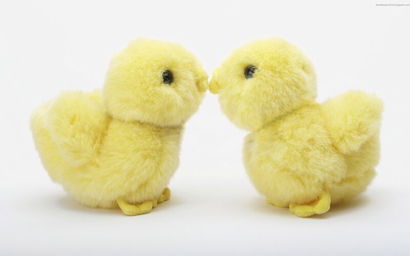 two yellow chicks facing each other