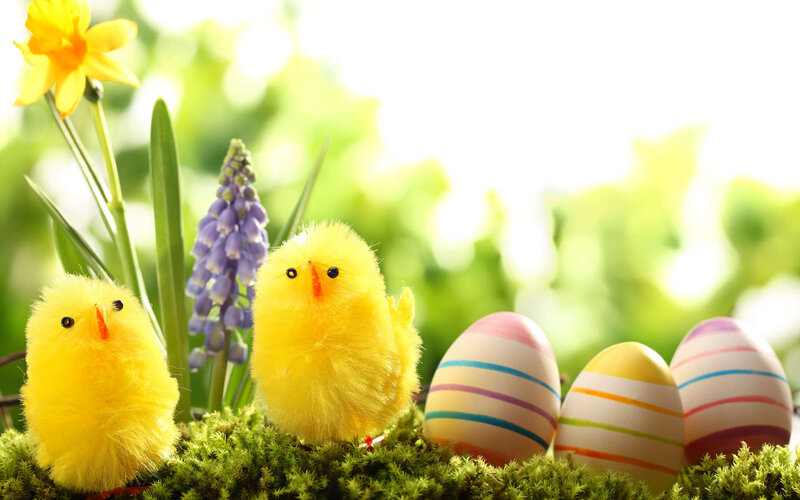 Two Yellow Chicks — Festive