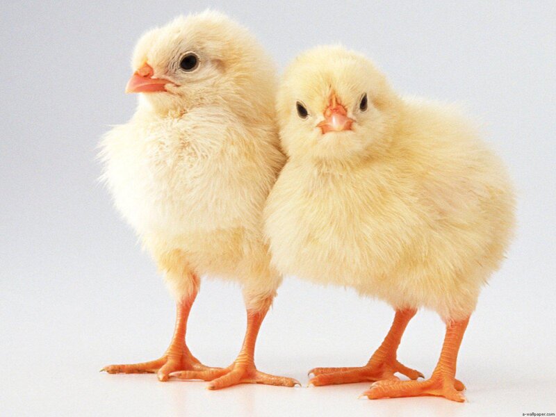 Two Yellow Chicks — Innocent, Photograph