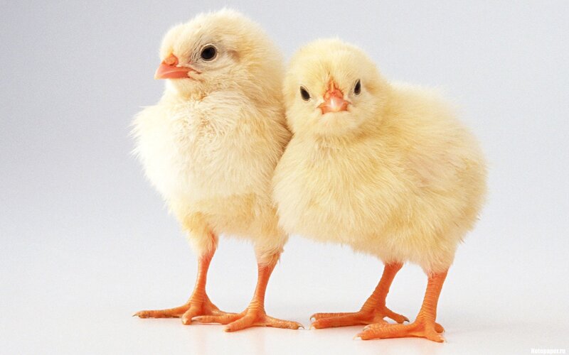 Two Yellow Chicks — Innocent, Photograph, White Background