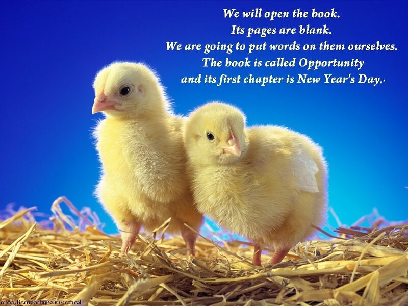 Two Yellow Chicks — Innocent