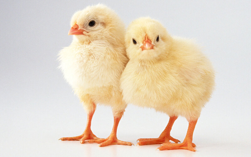 Two Yellow Chicks — Neutral