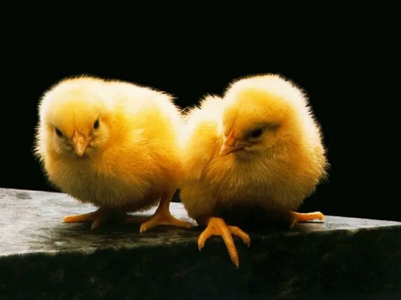 Two Yellow Chicks