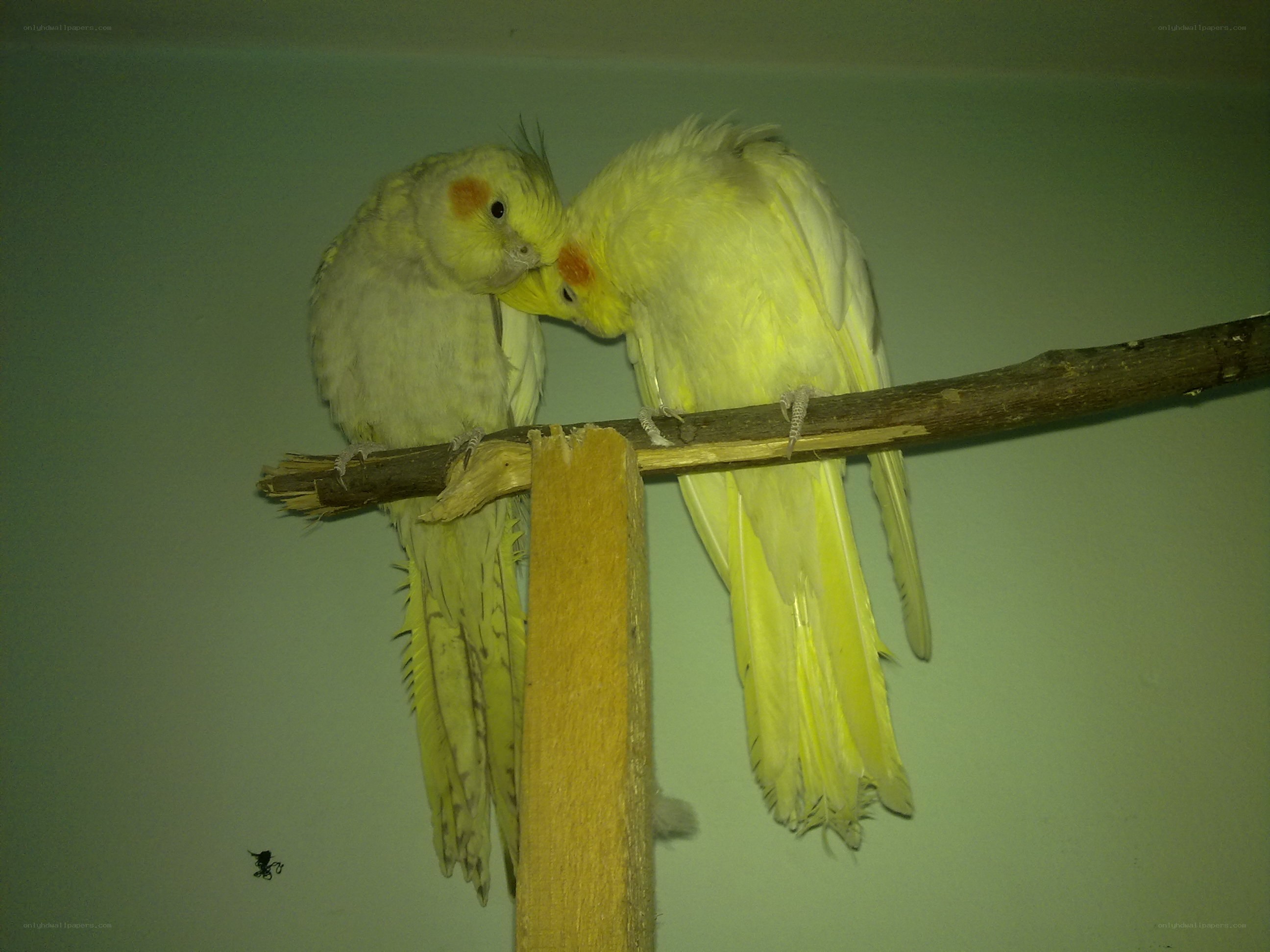 two yellow cockatiels on a perch