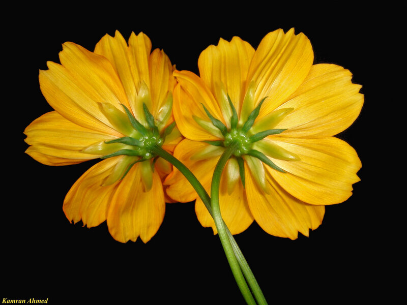 Two Yellow Cosmos Flowers — Dramatic