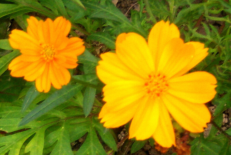 Two yellow cosmos flowers
