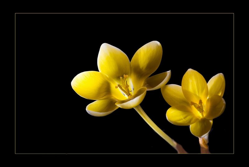 Two Yellow Crocus Flowers