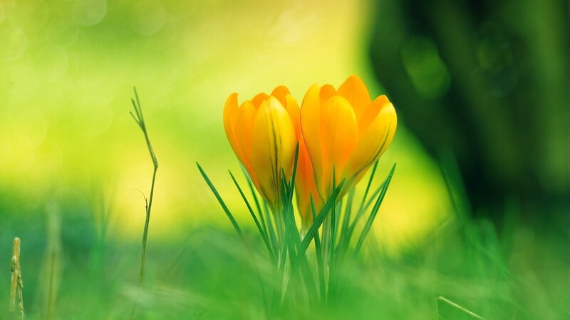 Two Yellow Crocuses — Serene, Spring, Photograph