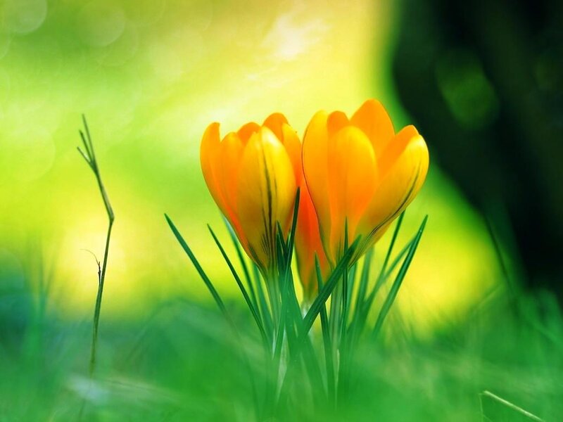 Two Yellow Crocuses — Serene, Spring