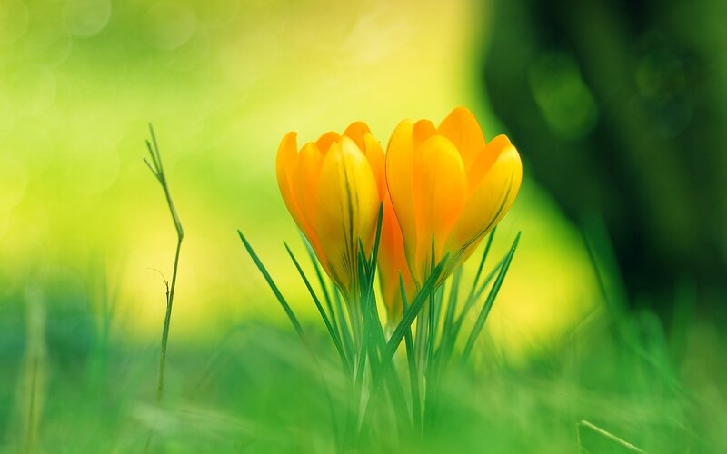 Two Yellow Crocuses — Serene