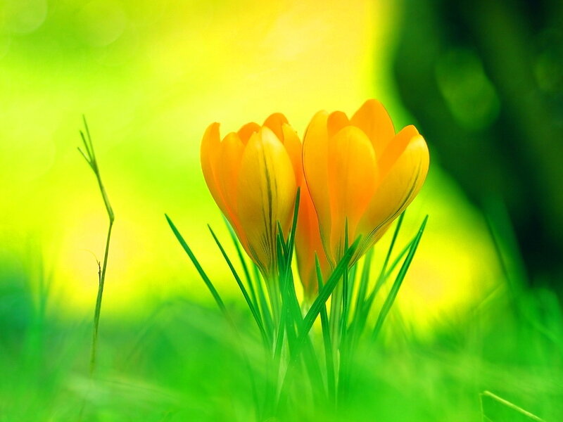 Two Yellow Crocuses