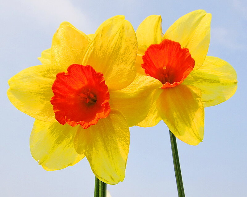 Two Yellow Daffodils — Bright