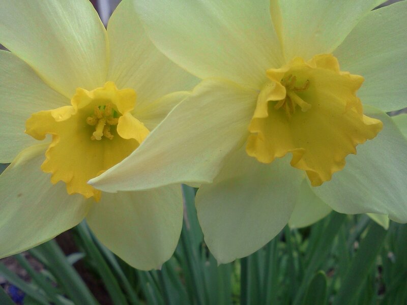 Two Yellow Daffodils — Calm, Spring