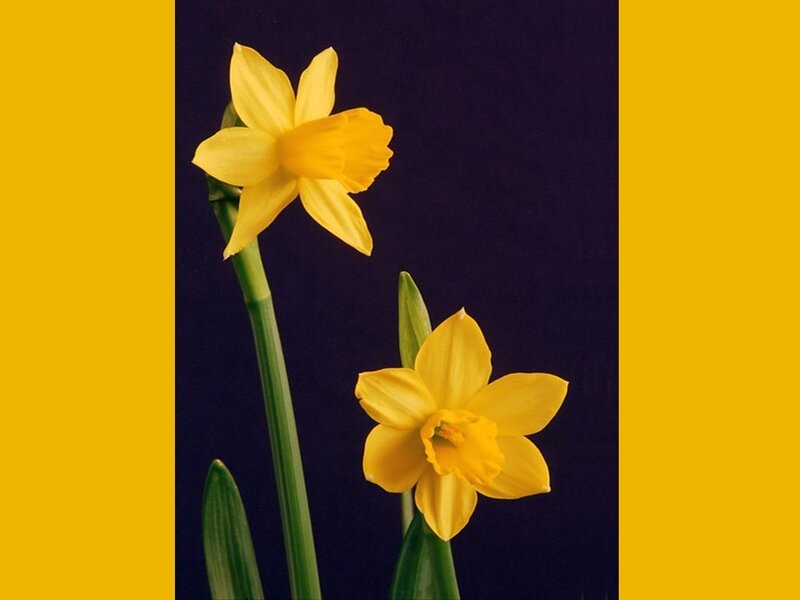 Two Yellow Daffodils — Calm