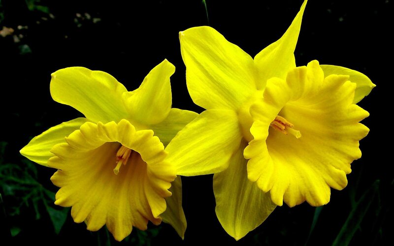 Two Yellow Daffodils — Dramatic, Photograph, Flowers