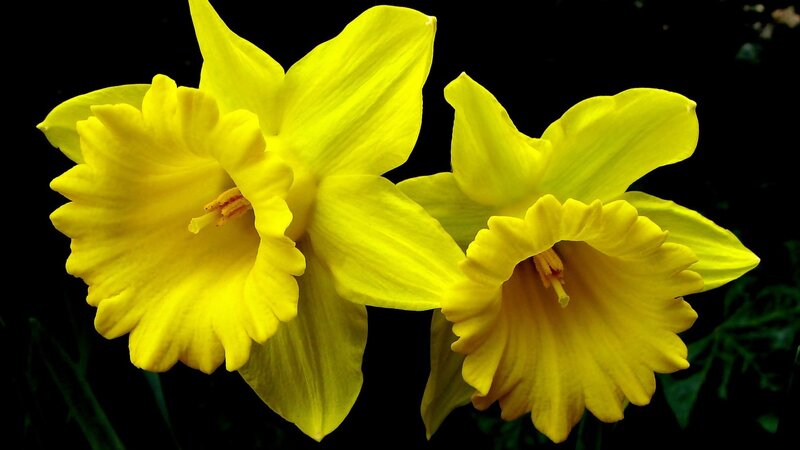 Two Yellow Daffodils — Dramatic, Photograph