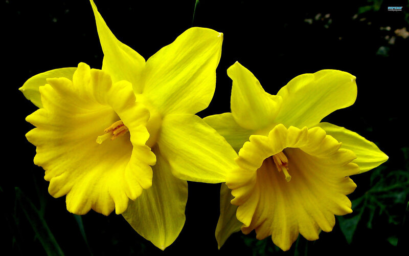 Two Yellow Daffodils — Dramatic