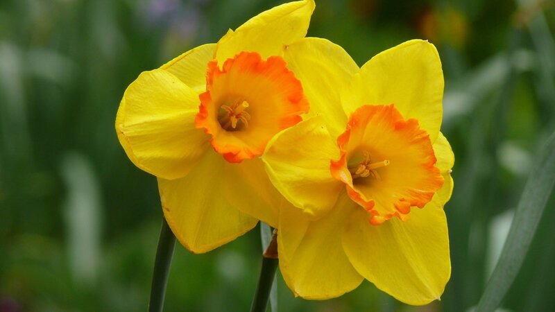 Two yellow daffodils in bloom