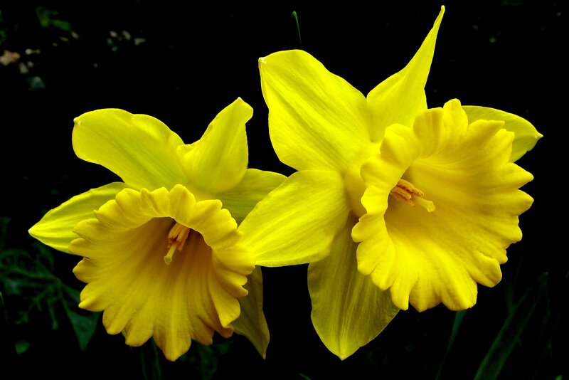 Two yellow daffodils in bloom