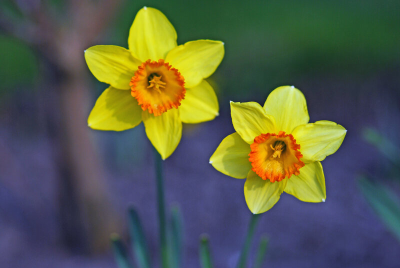 Two yellow daffodils in bloom